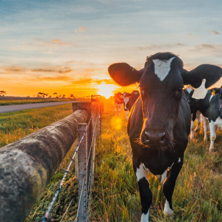 Locking in on fixed term contracts