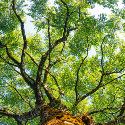 Branched meanings: Lexicography of ‘branched alkyl’ decides Moderna’s COVID-19 vaccine patent dispute