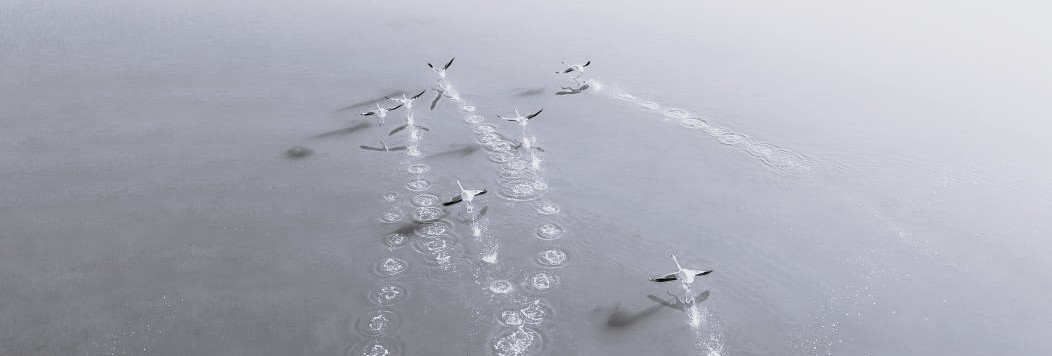 Cooperation in a Crisis: The ACCC’s New Streamlined Authorisation Pathway for Exceptional Circumstances